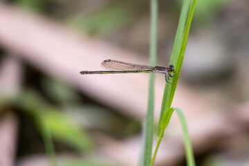 A Damselfly is sitting on a green leaf of grass. Damselflies are flying insects of the suborder Zygoptera in the order Odonata. They are similar to dragonflies but are smaller and have slimmer bodies.