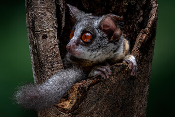 The Bushbaby or Galago, is a small and nocturnal primate and native to Africa.