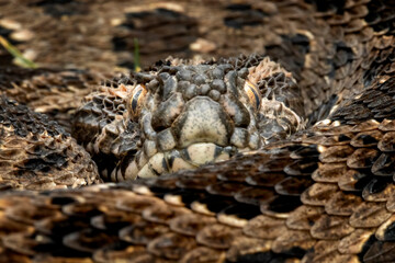Russell's viper (Daboia russelii) is one of venomous snake in the world, found in India, Asia.