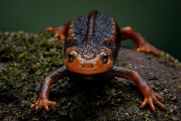 Crocodile newt (Tylototriton verrucosus) is an attractive large and robust species also known as Himalayan Nobby Newt.