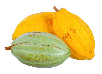 forastero cocoa fruits isolated on white background