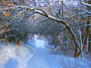 An amazing view of an untrodden forest path over which tree branches bent under the weight of freshly fallen snow.