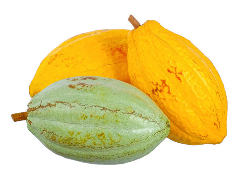 forastero cocoa fruits isolated on white background