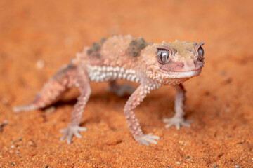 Knob-tailed Gecko (Nephrurus levis) native to Australia on desert sands.