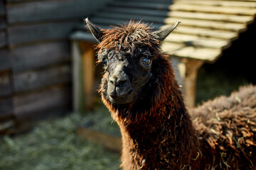 A solitary brown alpaca looks directly at the camera with an inquisitive expression, amidst the rustic setting of a farmyard with wooden fences and a barn.