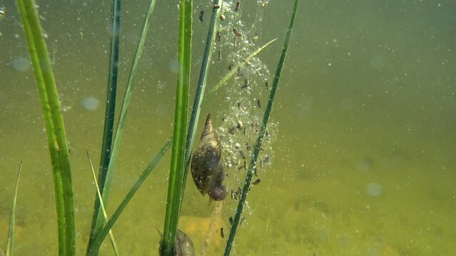Underwater footage of Great pond snail (Lymnaea stagnalis). Estonia.