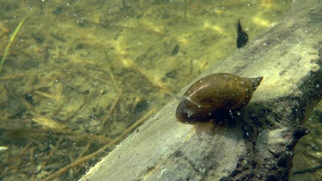 Underwater close-up footage of Great pond snail (Lymnaea stagnalis). Estonia.