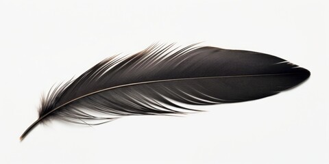 A single black feather on a plain white background. Perfect for adding a touch of elegance to any design