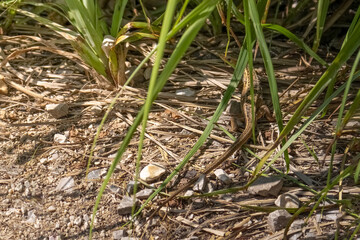 The lizard is hiding in the grass. Nature background. Selective focus