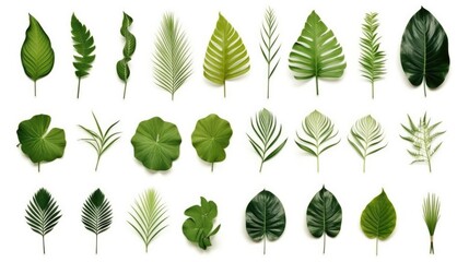 Fototapeta na wymiar A collection of green leaves on a white background. Suitable for various design projects