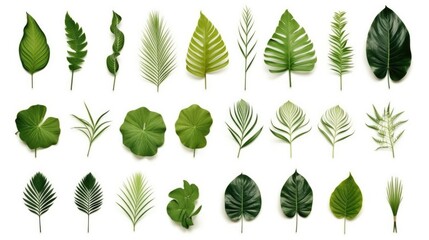 A collection of green leaves on a white background. Suitable for various design projects