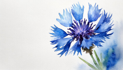 Watercolour of a cornflower on pure white background canvas, copyspace on a side