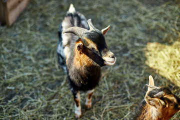 A small domestic goat with a black and brown coat appears curious while standing on fresh straw...