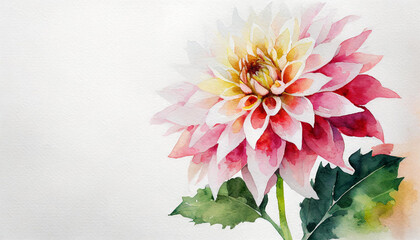 Watercolour of a dahlia on pure white background canvas, copyspace on a side