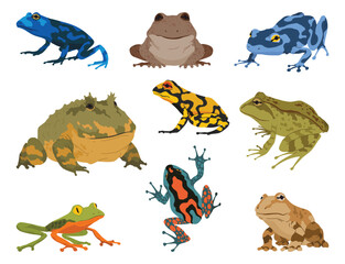 Frogs and toads, amphibian animals species collection. Various types of froggies. Exotic tropical reptiles. Flat vector illustration