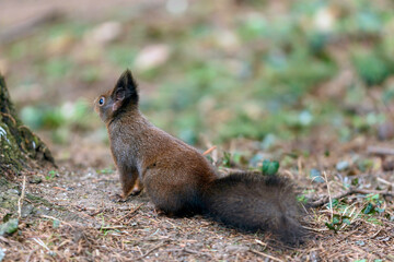 squirrel in the forest