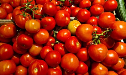 Ripe red tomatoes are collected in large quantities in garden bed