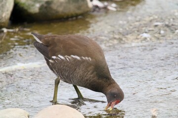 Oiseau au Parc de la tête d'Or