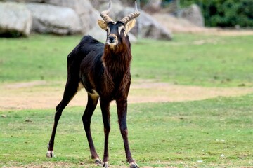 Antilope du Parc de la tête d'Or - 740582878