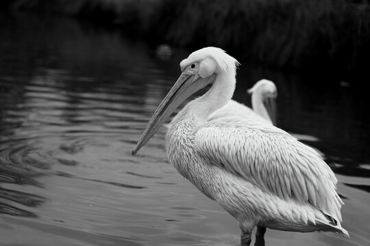 Pelican en noir et blanc