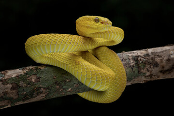 Yellow White Lipped Pit Viper - Trimeresurus insularis or Indonesian pit viper, is a venomous pit viper native to the Lesser Sunda Islands, Indonesia.