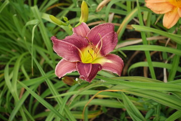 Dark pink flower of Hemerocallis fulva in July