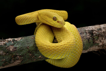Yellow White Lipped Pit Viper - Trimeresurus insularis or Indonesian pit viper, Lesser Sunda Islands pit viper, is a venomous pit viper native to the Lesser Sunda Islands, Indonesia.