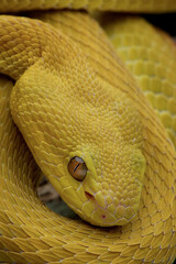 Closeup head of Yellow White Lipped Pit Viper - Trimeresurus insularis or Indonesian pit viper. The...