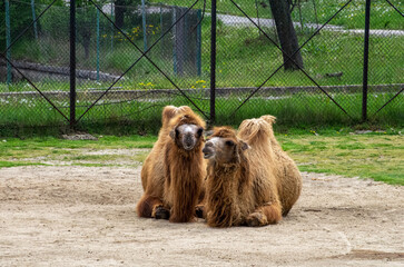 Brown camel in the zoo