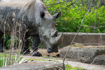 white rhino in zoo