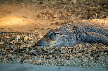 alligator in the swamp