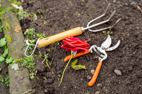 Scissors, a rake and freshly cutted red rose are scattered on the ground next to a shrub and some grass in a garden