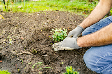 A man is kneeling in the dirt planting a terrestrial plant, using his thumbs and wrists to...