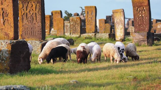 Sheep grazing at historic khachkar monuments in Armenia. The country's rich heritage and a popular tourist destination.