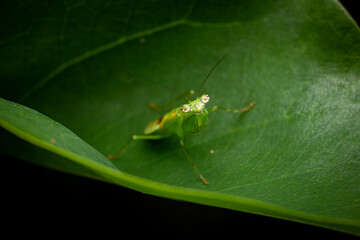 Preying Mantis, Hiding in the leaf, Green insect, Isolated, Black Background, Selective Focus