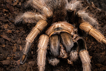 Tarantula, Big Spider, Hairry, Exotic Pet Spider, Selective Focus.