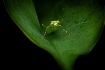 Preying Mantis, Hiding in the leaf, Green insect, Isolated, Black Background, Selective Focus