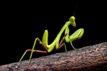 Preying Mantis, Green insect, Isolated, Black Background, Selective Focus