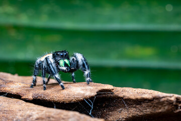 Regal Jumping Spider, Black White Spider, Green leaf Background, Selective Focus, Copy Space.