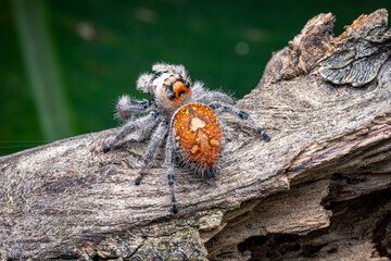 Regal Jumping Spider, Crawling, Green Background, Selective focus