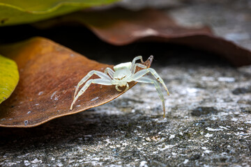 White Crab Spider, Dry Leaves, Selective Focus