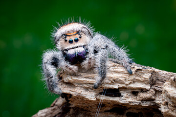 Regal Jumping Spider, Crawling, Green Background, Selective focus, Copy Space