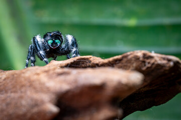 Regal Jumping Spider, Black White Spider, Green leaf Background, Selective Focus, Copy Space.