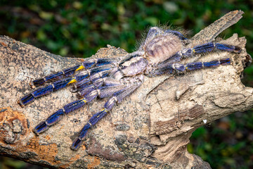 Poecilotheria metallica, tarantula, Spider, Selective focus.
