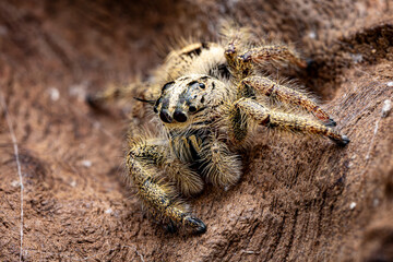 Hyllus Jumping Spider, Selective Focus