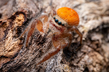 Bright Orange Jumping Spider, Close Up, Selective Focus