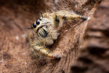 Hyllus Jumping Spider, Selective Focus