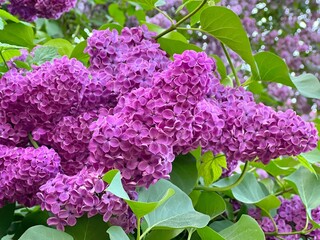 Beautiful lilac flowers in the spring garden 