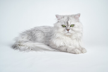 Studio shot of a white persian chinchilla cat on a white background