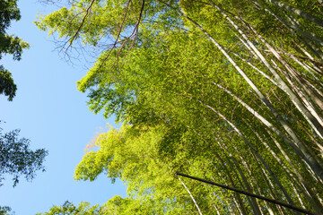 Green bamboo forest with sunrays and blue sky